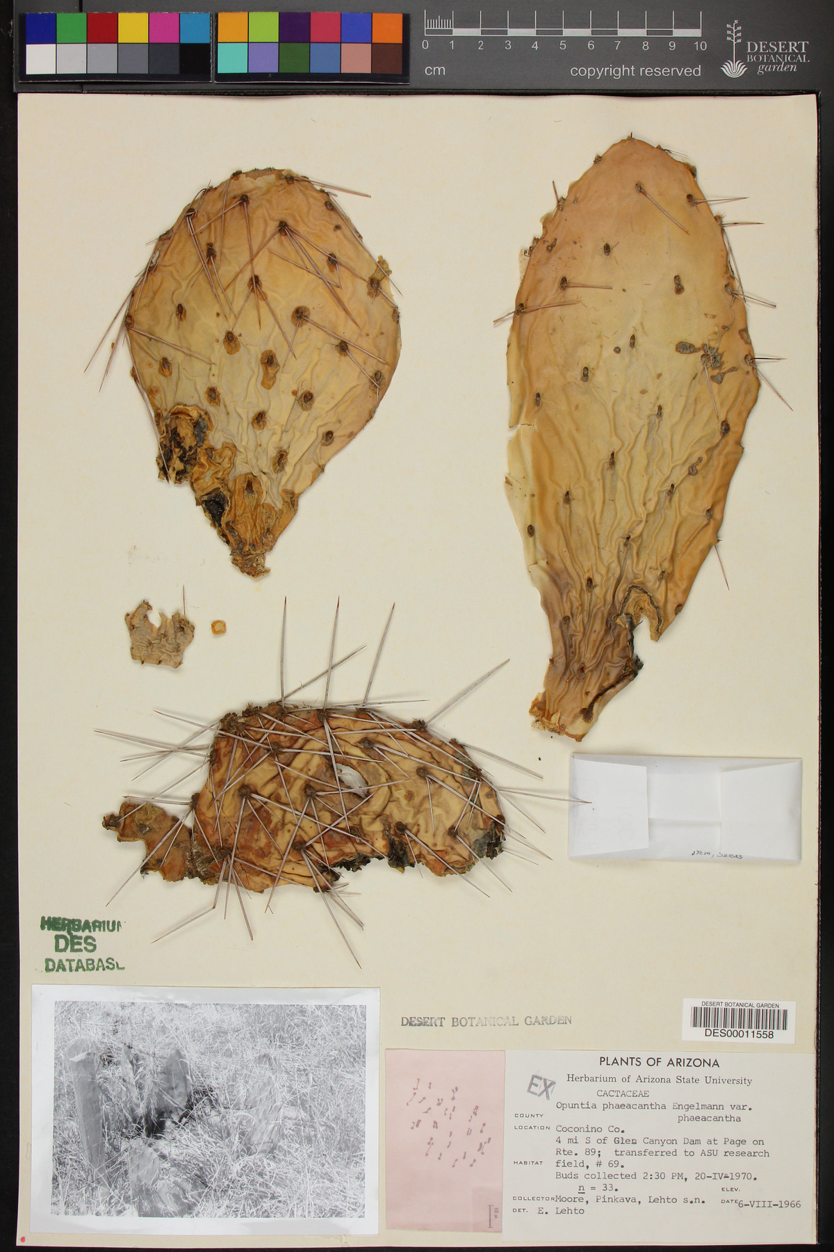 Opuntia phaeacantha var. phaeacantha image