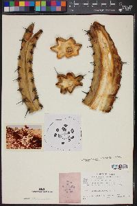 Image of Myrtillocactus cochal