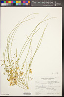 Parkinsonia aculeata image