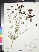 Coreopsis tinctoria image