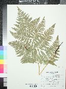 Pteridium aquilinum var. pubescens image