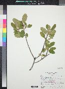 Frangula californica subsp. ursina image