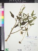 Helianthus petiolaris subsp. fallax image