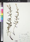 Lithospermum multiflorum image