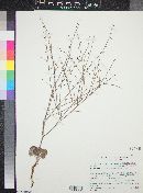 Eriogonum deflexum image