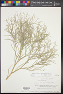 Psorothamnus spinosus image