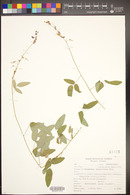 Desmodium cinerascens image