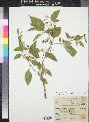 Solanum douglasii image