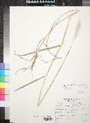 Bothriochloa barbinodis image