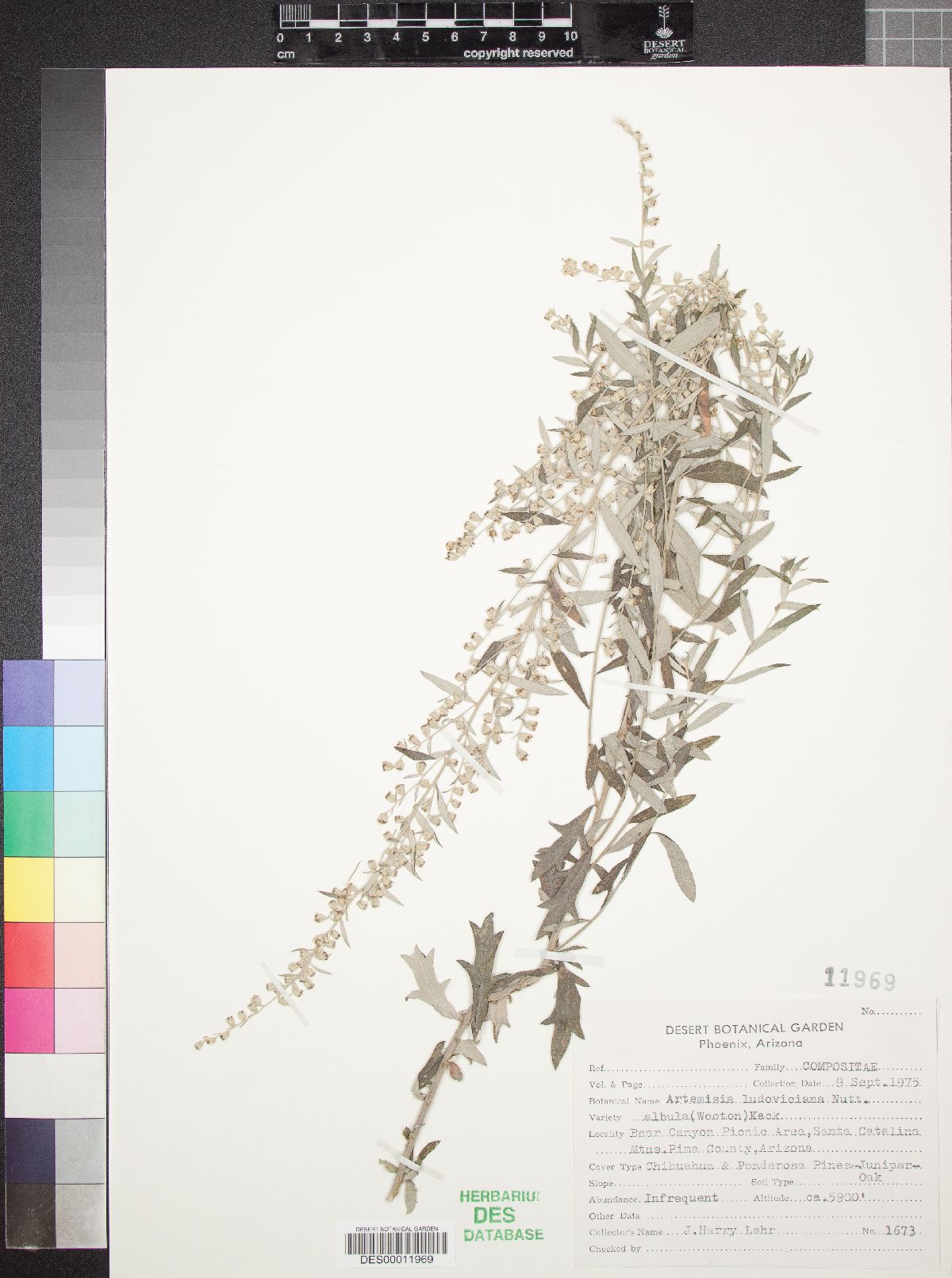 Artemisia ludoviciana subsp. redolens image