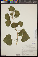 Jatropha cordata image