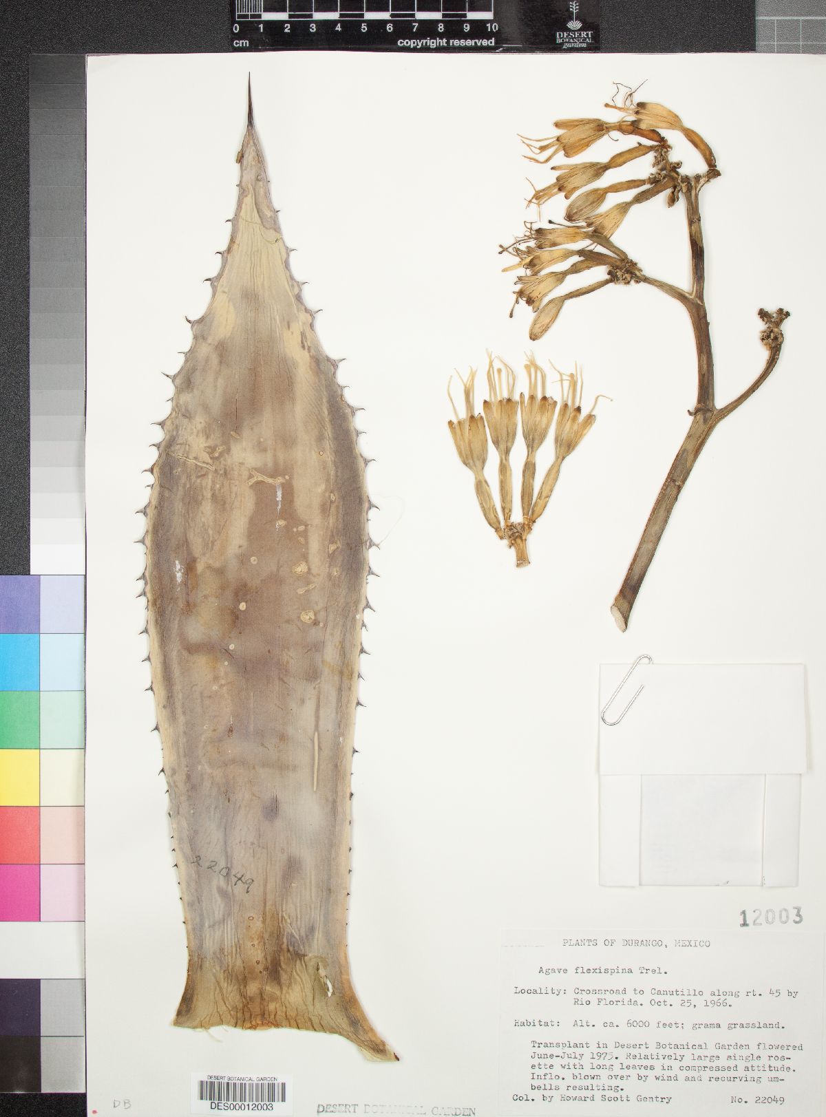 Agave flexispina image