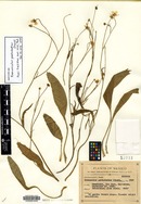 Ranunculus pentodontus image