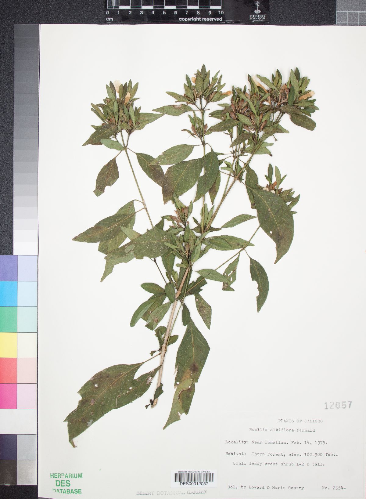 Ruellia foetida image