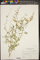 Caesalpinia palmeri image