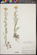 Erysimum capitatum var. purshii image