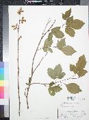 Rhus aromatica image