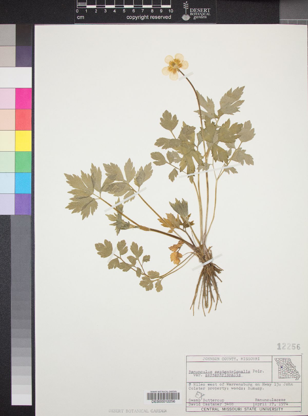 Ranunculus septentrionalis var. septentrionalis image