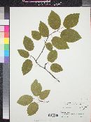 Amelanchier arborea image