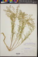 Lepidium alyssoides image