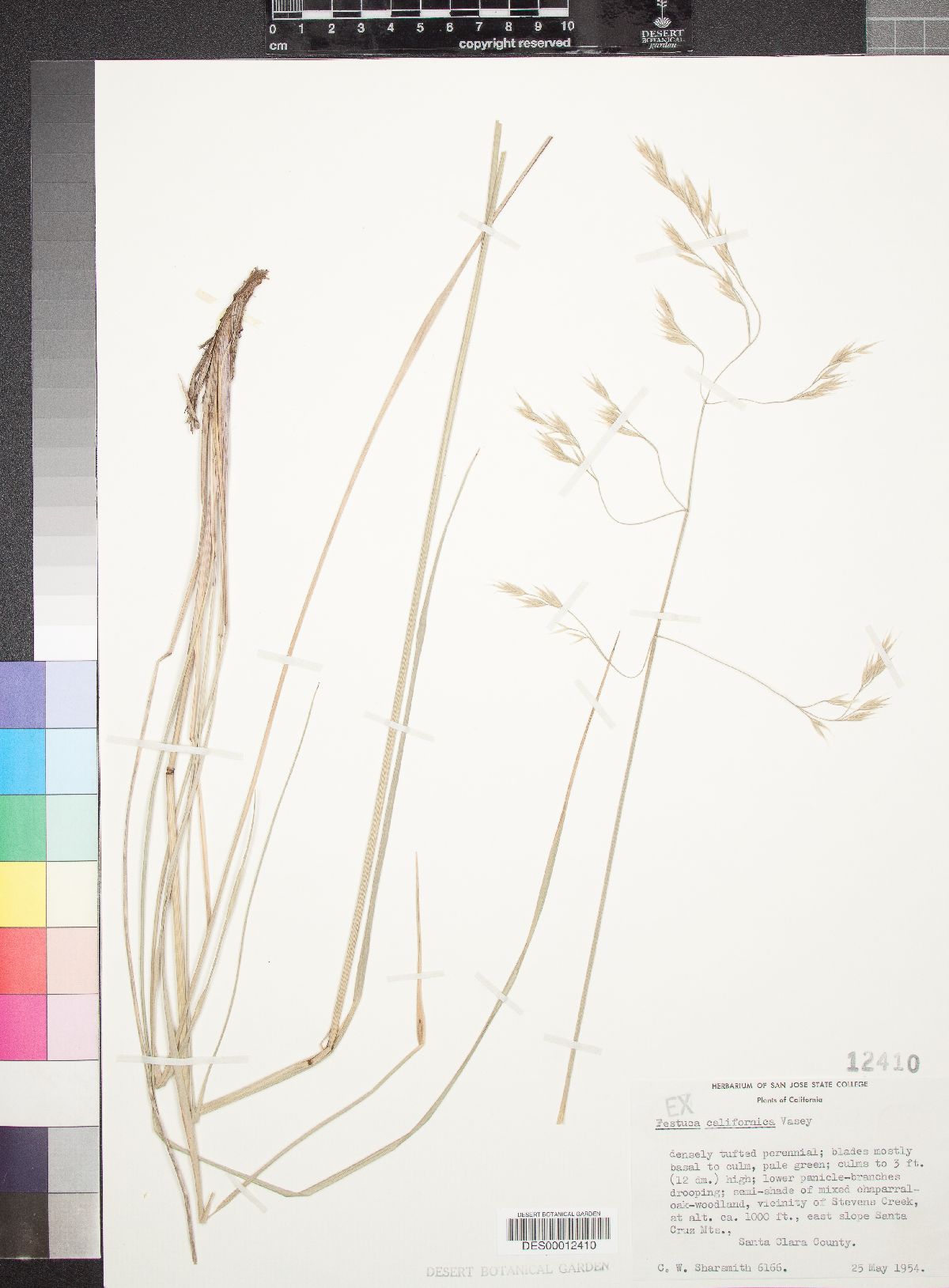 Festuca californica image