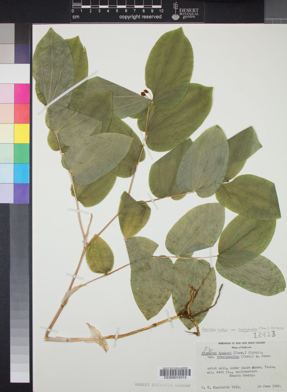 Disporum trachyandrum image