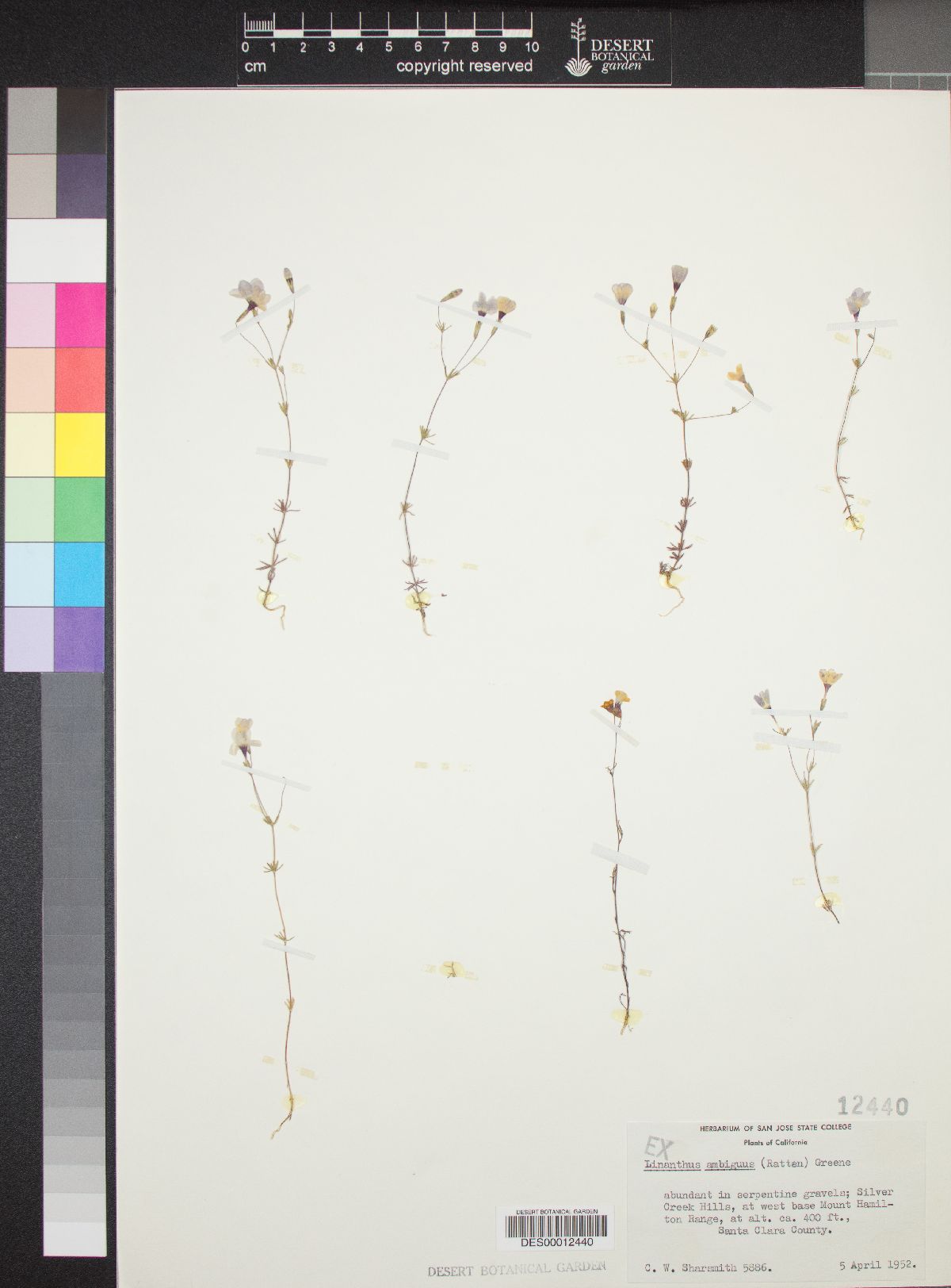 Linanthus ambiguus image
