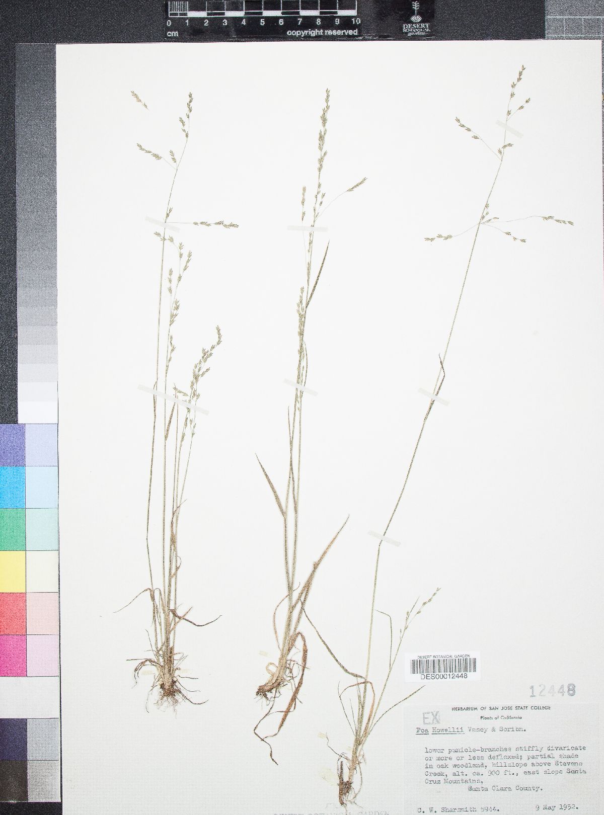 Poa howellii image