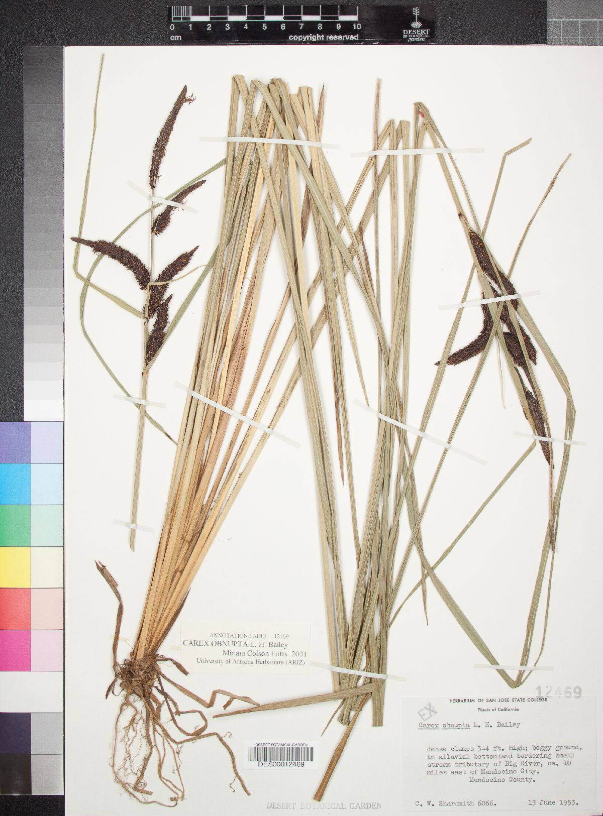 Carex obnupta image