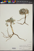Astragalus striatiflorus image
