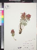 Castilleja scabrida image