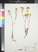 Eriogonum umbellatum image