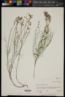 Astragalus episcopus image