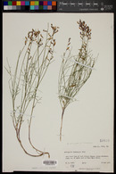 Astragalus episcopus var. lancearius image