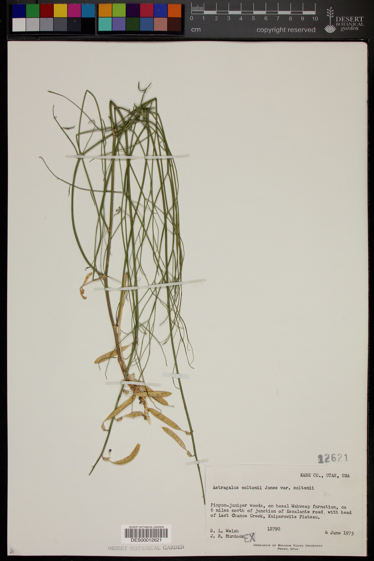 Astragalus coltoni var. coltoni image