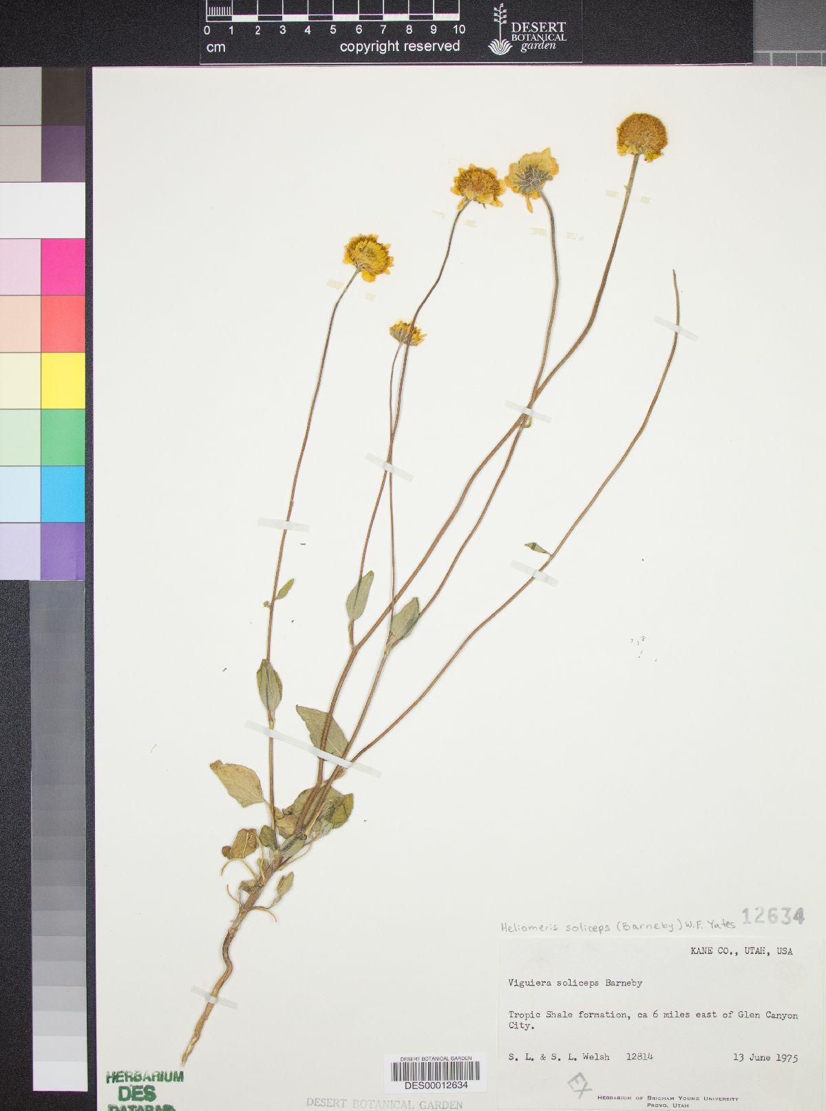 Heliomeris soliceps image