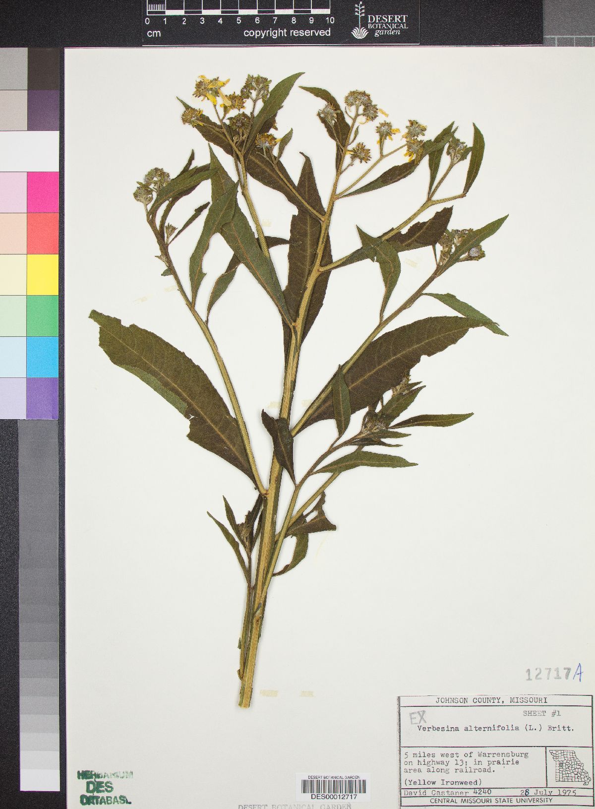 Verbesina oreophila image