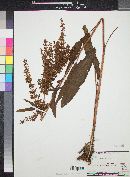 Rumex crispus image