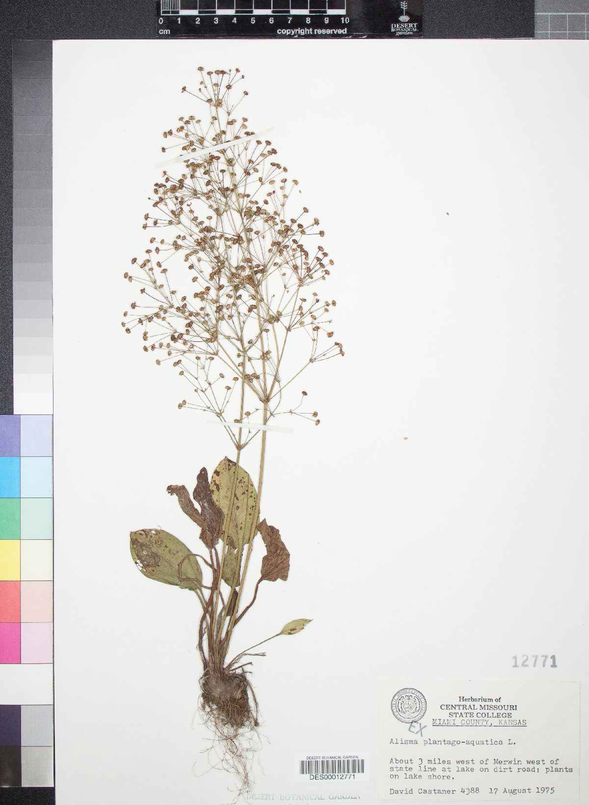 Alisma plantago-aquatica image