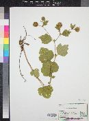 Geum canadense image