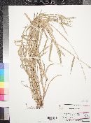 Eriochloa contracta image