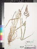 Echinochloa colona image