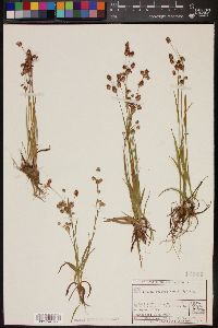 Luzula campestris var. bulbosa image