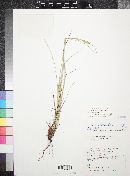 Carex schiedeana image