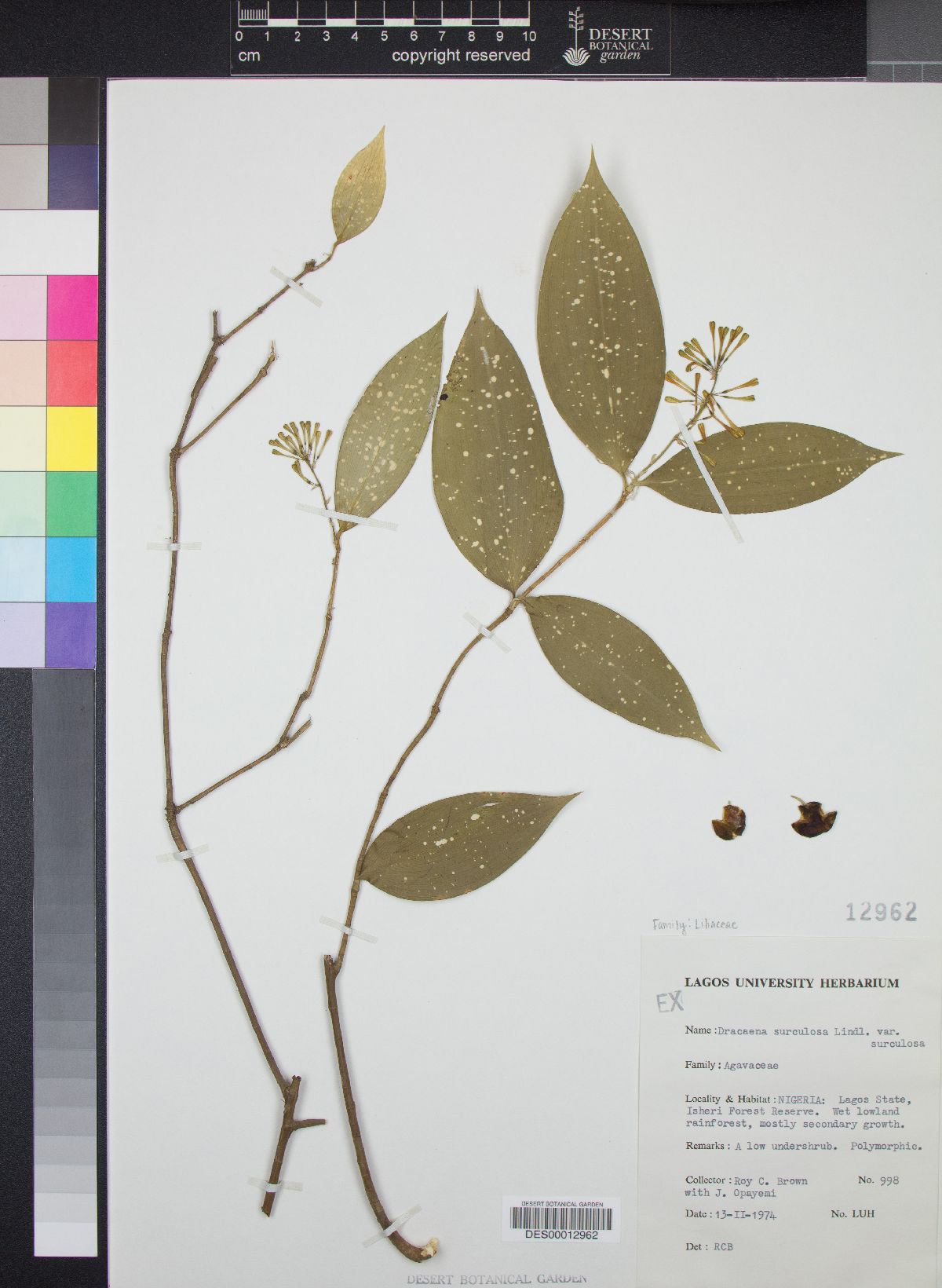 Dracaena surculosa image