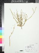 Ephedra fasciculata image