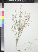 Casuarina stricta image