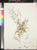 Fagonia pachyacantha image