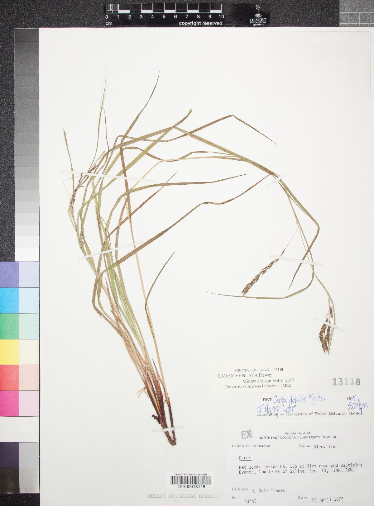 Carex venusta image