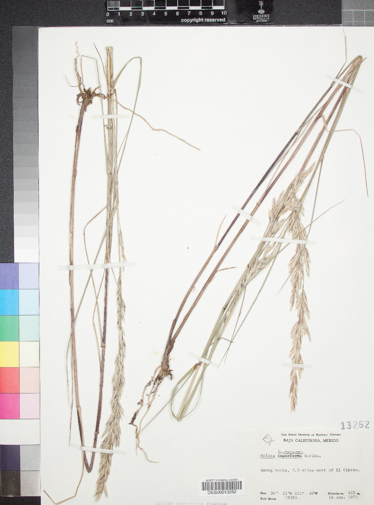 Melica frutescens image